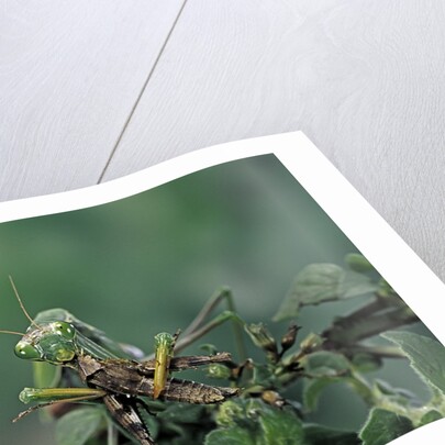 Mantis religiosa (praying mantis) - feeding on a grasshopper by Anonymous