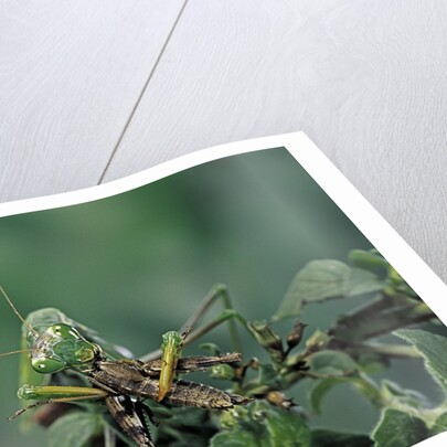 Mantis religiosa (praying mantis) - feeding on a grasshopper by Anonymous
