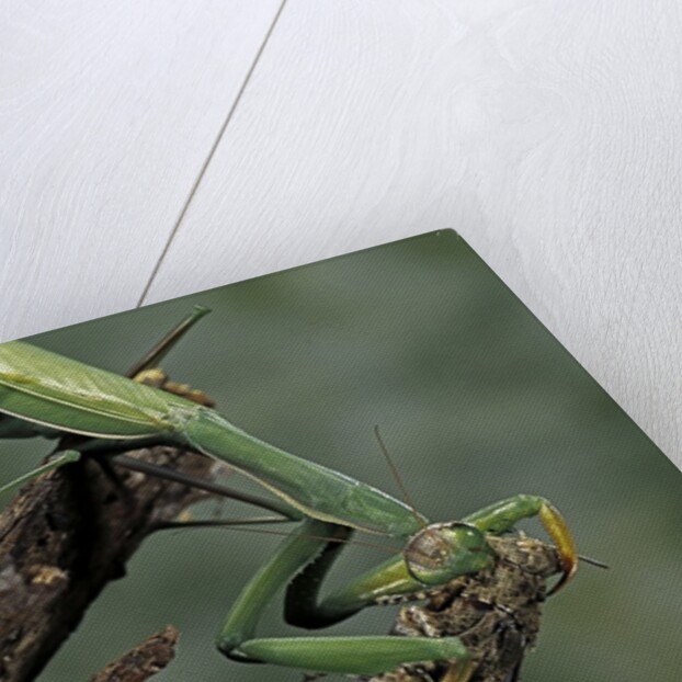 Mantis religiosa (praying mantis) - feeding on a grasshopper by Anonymous