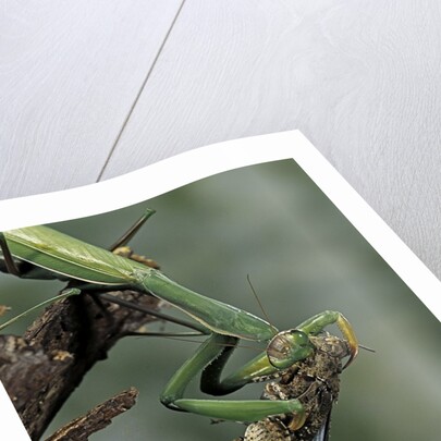 Mantis religiosa (praying mantis) - feeding on a grasshopper by Anonymous
