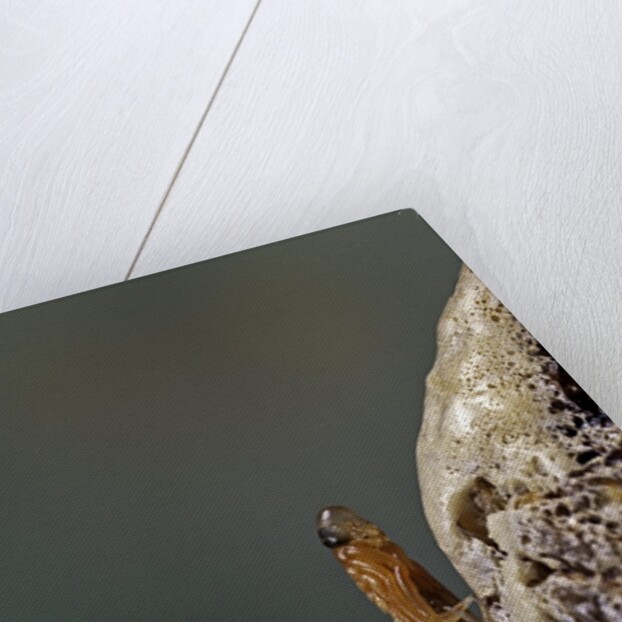 Mantis religiosa (praying mantis) - hatching by Anonymous