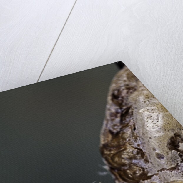 Mantis religiosa (praying mantis) - hatching by Anonymous