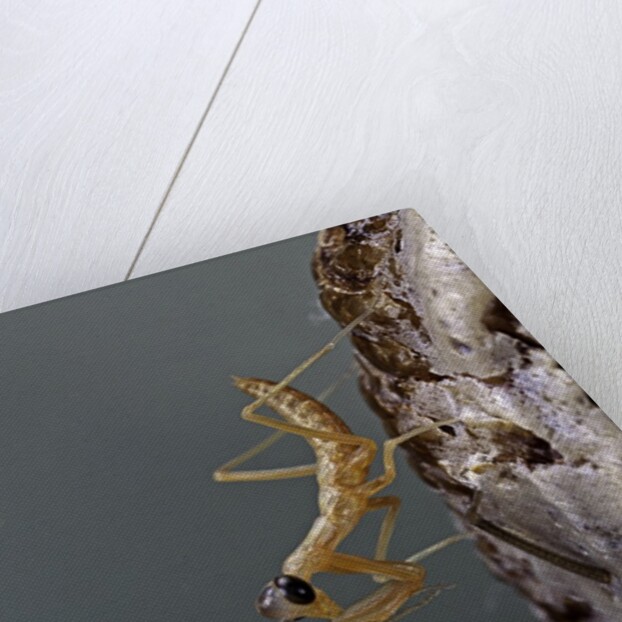 Mantis religiosa (praying mantis) - larva newly emerged from ootheca by Anonymous