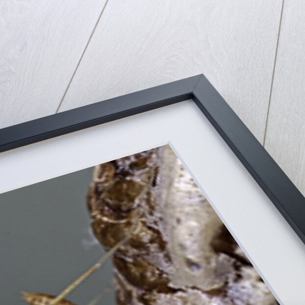 Mantis religiosa (praying mantis) - larva newly emerged from ootheca by Anonymous