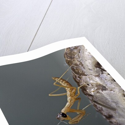 Mantis religiosa (praying mantis) - larva newly emerged from ootheca by Anonymous