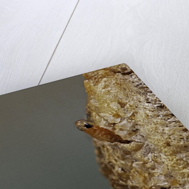 Mantis religiosa (praying mantis) - hatching by Anonymous