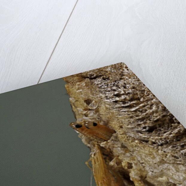 Mantis religiosa (praying mantis) - hatching by Anonymous