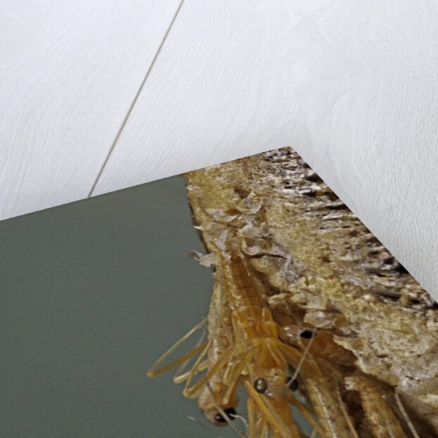Mantis religiosa (praying mantis) - hatching by Anonymous