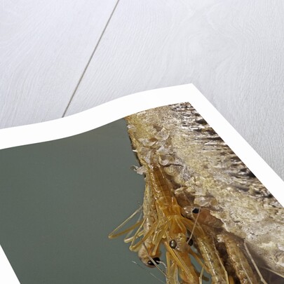 Mantis religiosa (praying mantis) - hatching by Anonymous