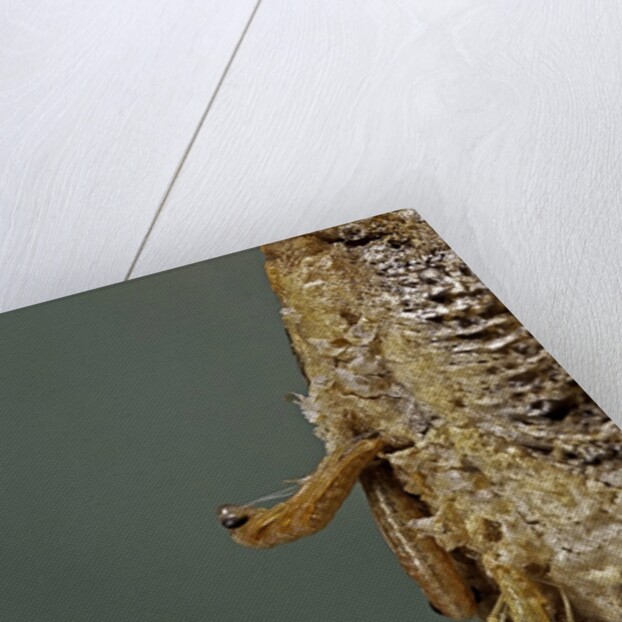 Mantis religiosa (praying mantis) - hatching by Anonymous