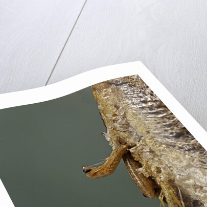 Mantis religiosa (praying mantis) - hatching by Anonymous