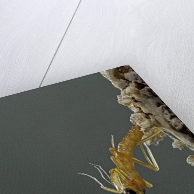 Mantis religiosa (praying mantis) - hatching by Anonymous