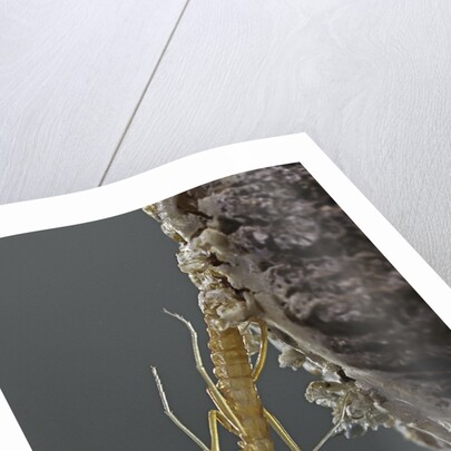 Mantis religiosa (praying mantis) - hatching by Anonymous