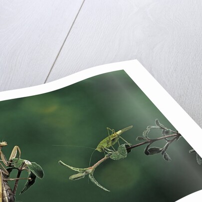 Mantis religiosa (praying mantis) - watching its prey by Anonymous