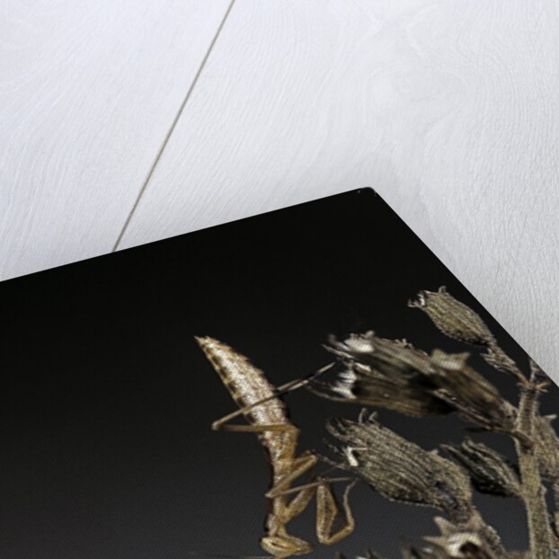 Mantis religiosa (praying mantis) - larva by Anonymous