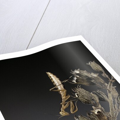 Mantis religiosa (praying mantis) - larva by Anonymous