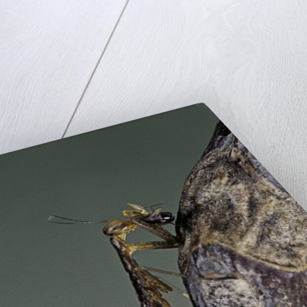 Mantis religiosa (praying mantis) - larva eating on a fly by Anonymous