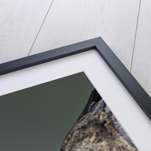 Mantis religiosa (praying mantis) - larva eating on a fly by Anonymous