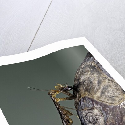 Mantis religiosa (praying mantis) - larva eating on a fly by Anonymous