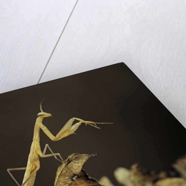 Mantis religiosa (praying mantis) - larva by Anonymous