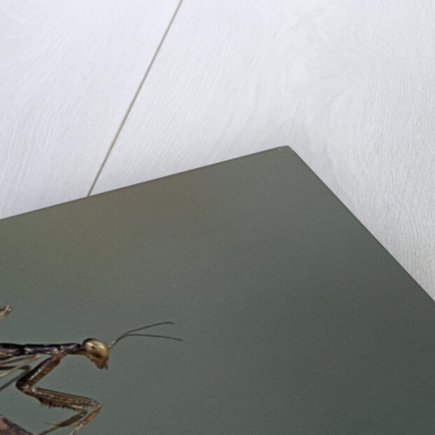 Mantis religiosa (praying mantis) - larva by Anonymous