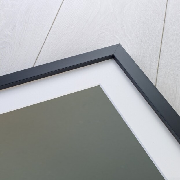 Mantis religiosa (praying mantis) - larva by Anonymous