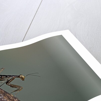 Mantis religiosa (praying mantis) - larva by Anonymous