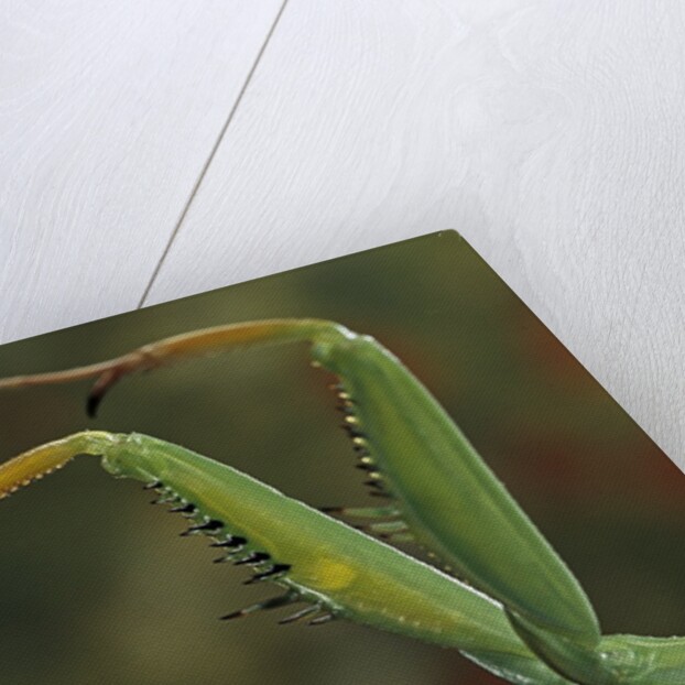 Mantis religiosa (praying mantis) - forelegs by Anonymous