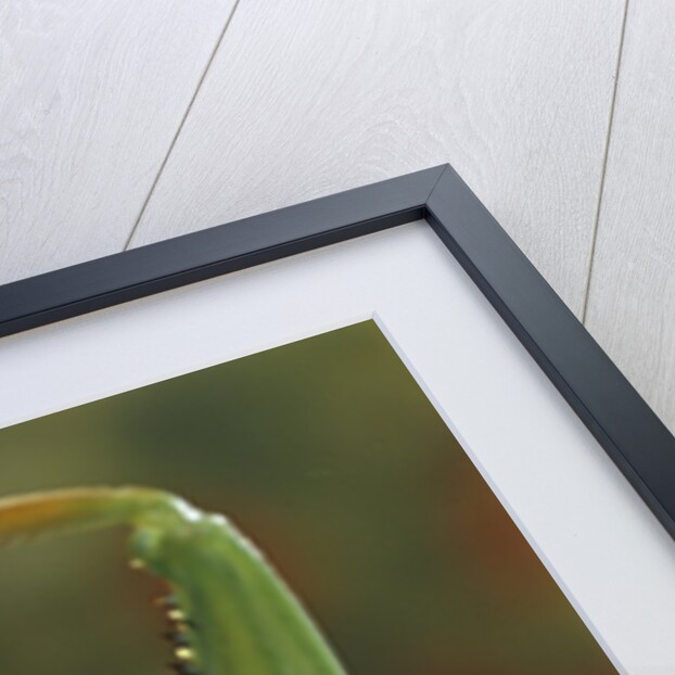 Mantis religiosa (praying mantis) - forelegs by Anonymous