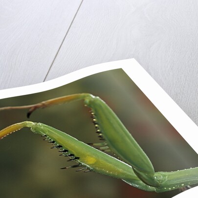 Mantis religiosa (praying mantis) - forelegs by Anonymous