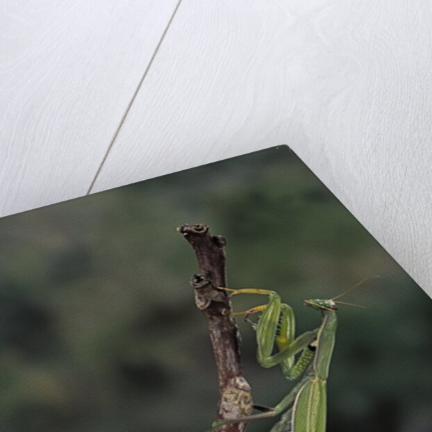 Mantis religiosa (praying mantis) - laying by Anonymous