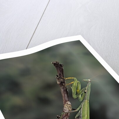 Mantis religiosa (praying mantis) - laying by Anonymous