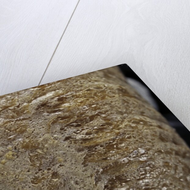 Mantis religiosa (praying mantis) - ootheca detail by Anonymous