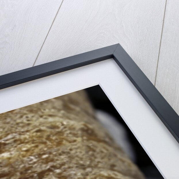 Mantis religiosa (praying mantis) - ootheca detail by Anonymous