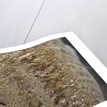 Mantis religiosa (praying mantis) - ootheca detail by Anonymous