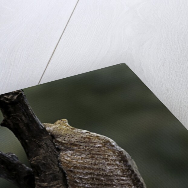 Mantis religiosa (praying mantis) - ootheca by Anonymous