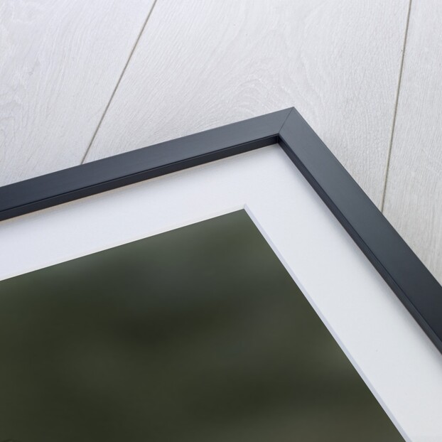 Mantis religiosa (praying mantis) - ootheca by Anonymous