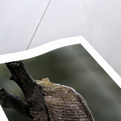 Mantis religiosa (praying mantis) - ootheca by Anonymous