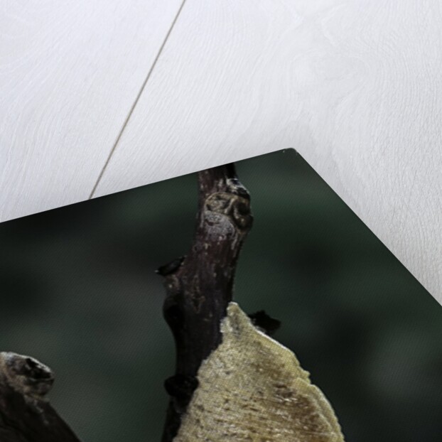 Mantis religiosa (praying mantis) - recently laid ootheca by Anonymous