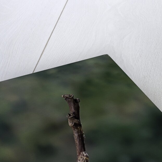 Mantis religiosa (praying mantis) - recently laid ootheca by Anonymous