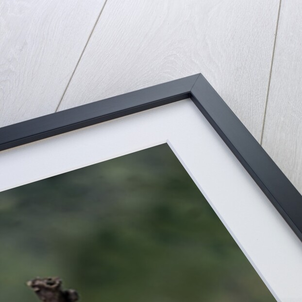 Mantis religiosa (praying mantis) - recently laid ootheca by Anonymous