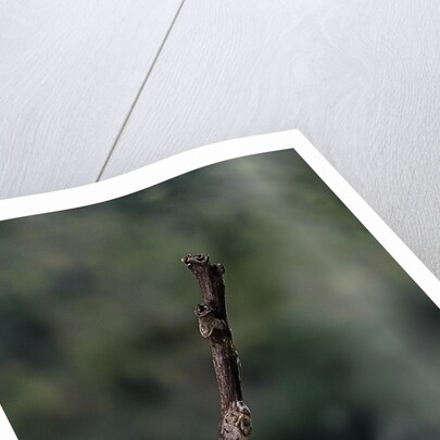 Mantis religiosa (praying mantis) - recently laid ootheca by Anonymous