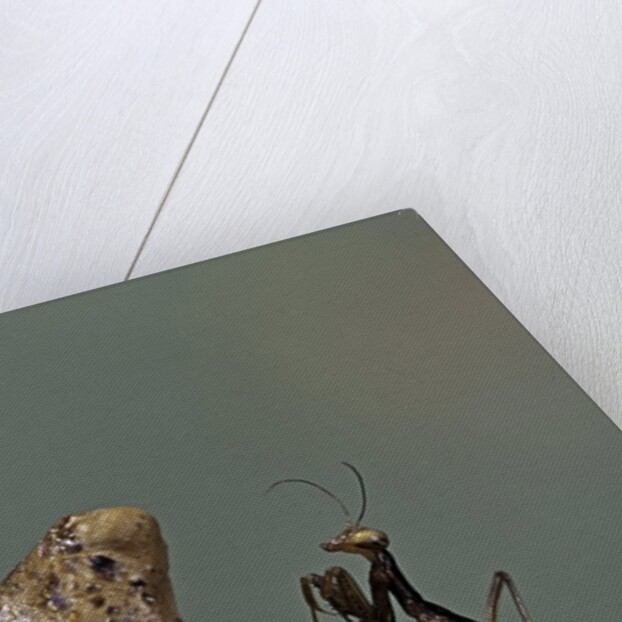 Mantis religiosa (praying mantis) - very young larva on its egg case by Anonymous