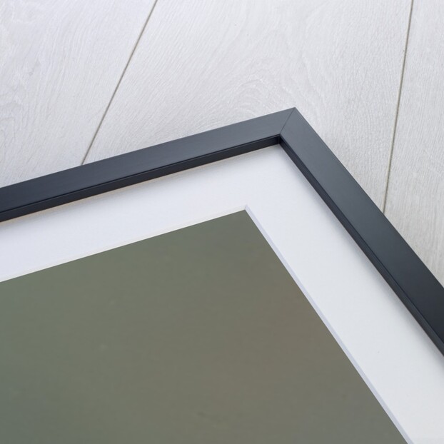 Mantis religiosa (praying mantis) - very young larva on its egg case by Anonymous