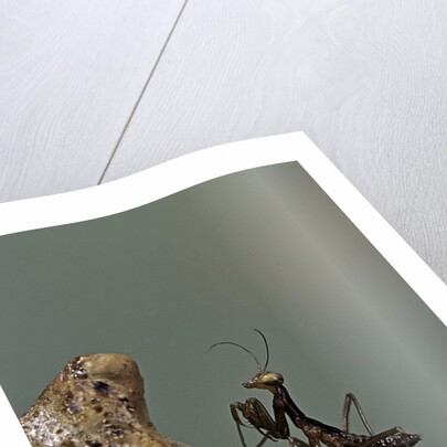 Mantis religiosa (praying mantis) - very young larva on its egg case by Anonymous