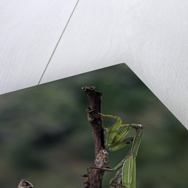 Mantis religiosa (praying mantis) - laying by Anonymous