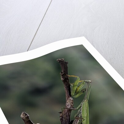 Mantis religiosa (praying mantis) - laying by Anonymous