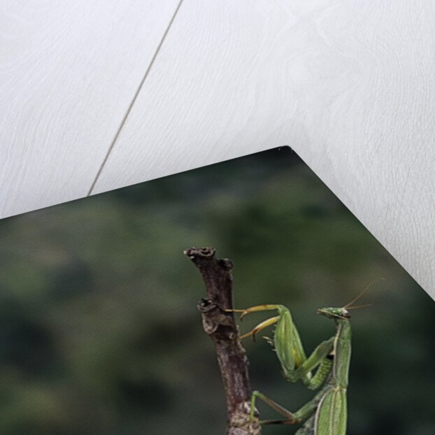 Mantis religiosa (praying mantis) - laying by Anonymous