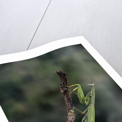 Mantis religiosa (praying mantis) - laying by Anonymous