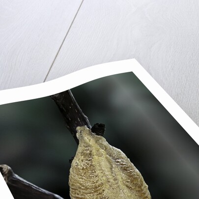 Mantis religiosa (praying mantis) - recently laid ootheca by Anonymous